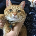 犬のような猫 甘えさせてあげたい。