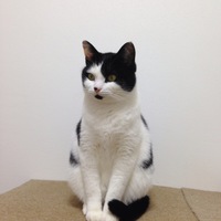 もも汰