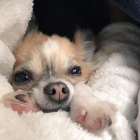 ぽんた