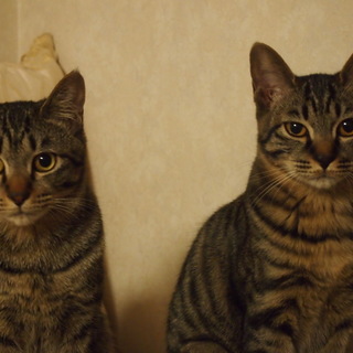 でら！カク！とカタ！