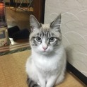 1歳未満イケメン猫