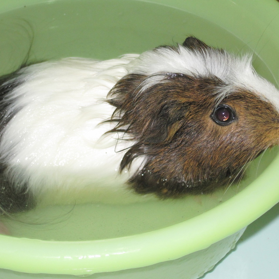 マキのカバー写真