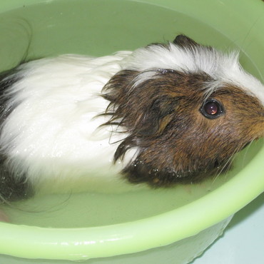 お風呂大好き　洗面器にお湯を入れると自分で入ります