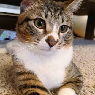 とても甘えん坊なキジシロの男の子です