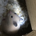 キンクマハムスターの里親さん募集