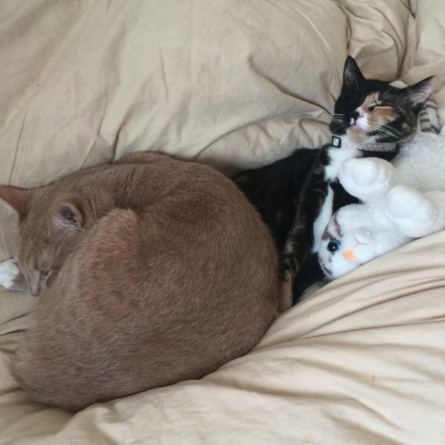 うすまるのカバー写真