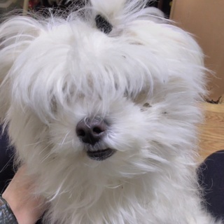 元気なマルチーズの里親募集！