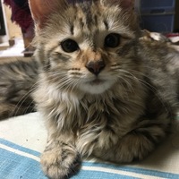 チビちゃん