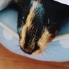 お鼻がかわゆい。