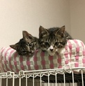 ムクムクかわいいきょうだいハルとアキ
