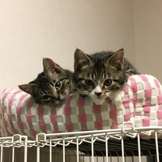 ムクムクかわいいきょうだいハルとアキ