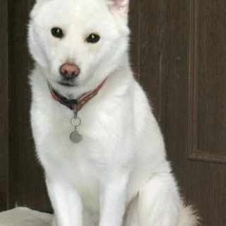 とても穏やかで優しい男の子、ユキオです。