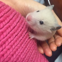 トチ