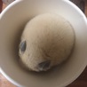 雪見だいふく