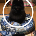 黒ポメラニアン✳︎白ポメラニアン