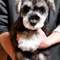 シュナウザ―心雑  男の子