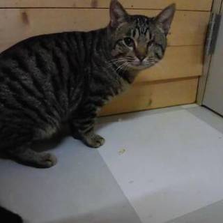 人に興味津々で人の後ろをついて回ります