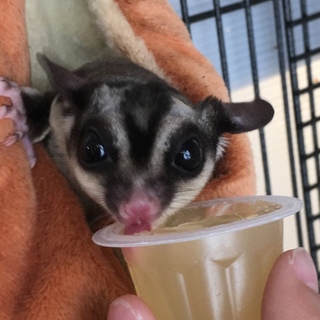 一歳のフクロモモンガの男の子