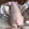 ちょんぺー