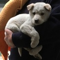 捨て犬くん ミックス  元気な男の子