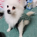 ポメラニアンの子犬