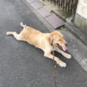 再度大型犬の里親を募集しております。