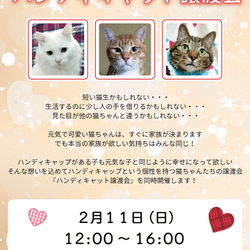 ねこざんまい　ハンディキャット譲渡会@東日本橋