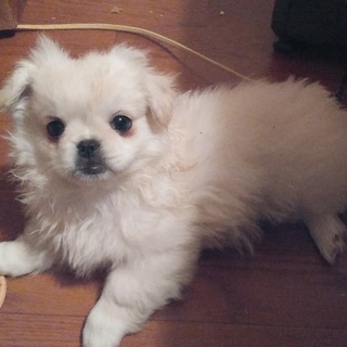 ペキニーズ×マルチーズ　MIX  