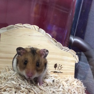 ゴールデンハムスター 男の子 7か月