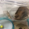 ゴールデンハムスター 男の子 7か月 サムネイル2