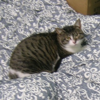 人間の話が理解できる利口なネコです～遊具などと共に