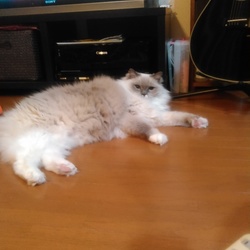 １ヶ月にフード7キロ食べるアンディ(笑)