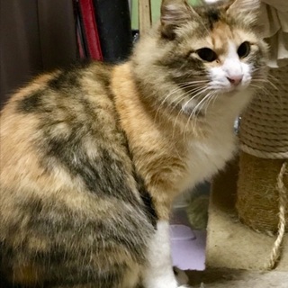母性愛が強く、懐っこい三毛猫、家族を待っています
