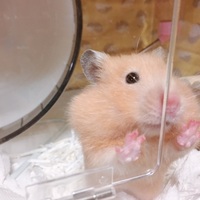 ホッケ