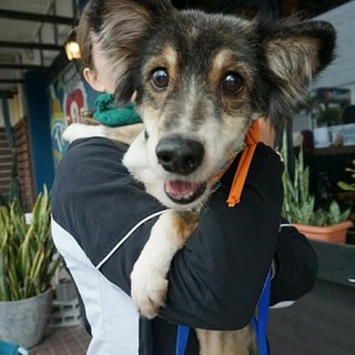 シェルティのマリちゃん