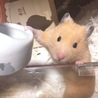 の写真