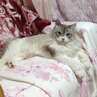 少し怖がりなラグドールの男の子