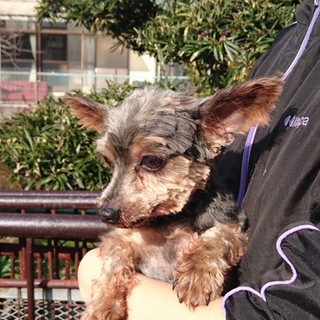 ヨークシャーテリア