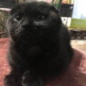 スコティッシュとマンチカンmix子猫