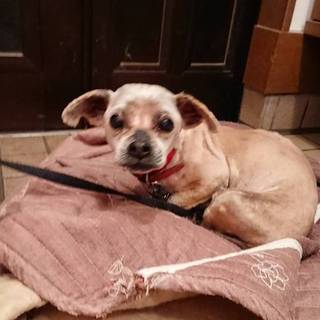 幸せになりたい...ラサ.アプソ