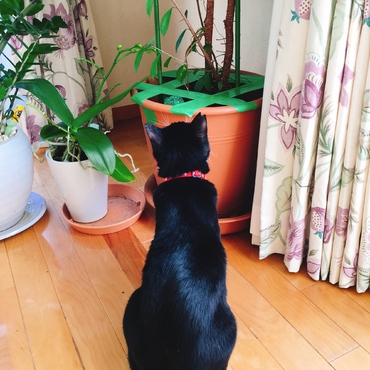 いたずら防止