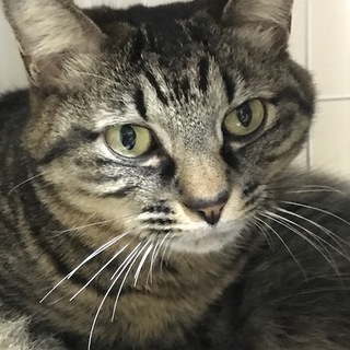 なでなで大好き♪ここね