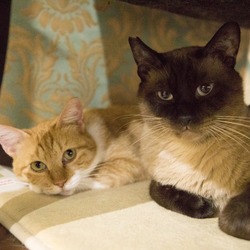 りんご猫だけの譲渡会@ネコリパ中野店