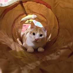 りんご猫だけの譲渡会@ネコリパ中野店 サムネイル2