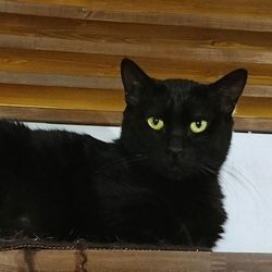 りんご猫だけの譲渡会@ネコリパ中野店 サムネイル3