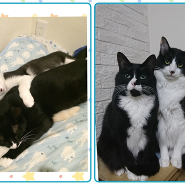 クックは大きいほうですが、そのクックよりも頭ひとつ大きくなった麦はもっと大きいです。before→after