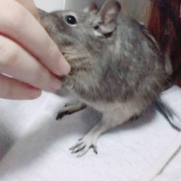 肩乗りおヒナ様♡