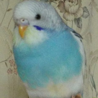 ありがとうございました。