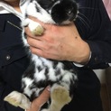 7ヶ月うさぎ