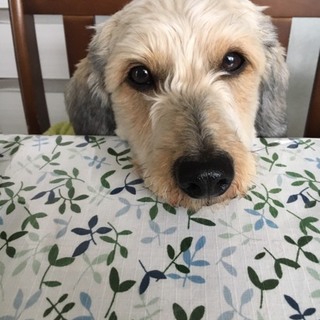 トイプードル×ダックスの可愛い甘えん坊のカケルくん